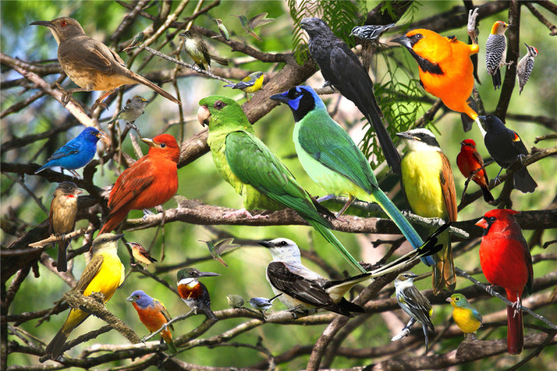 Puzzle 1000 pièces - navire fantastique et décors enchanteurs